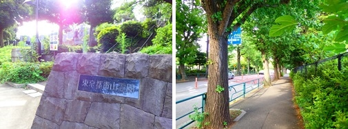 東京都青山霊園の写真